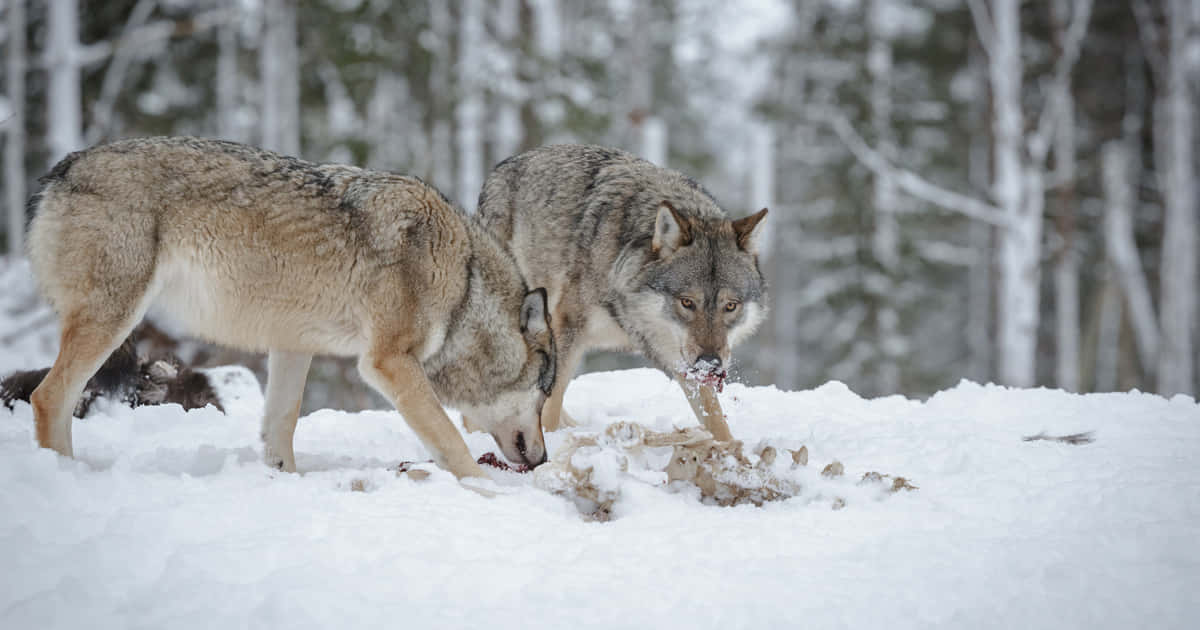 A Pack Of Wolves On The Prowl During A Hunt Wallpaper