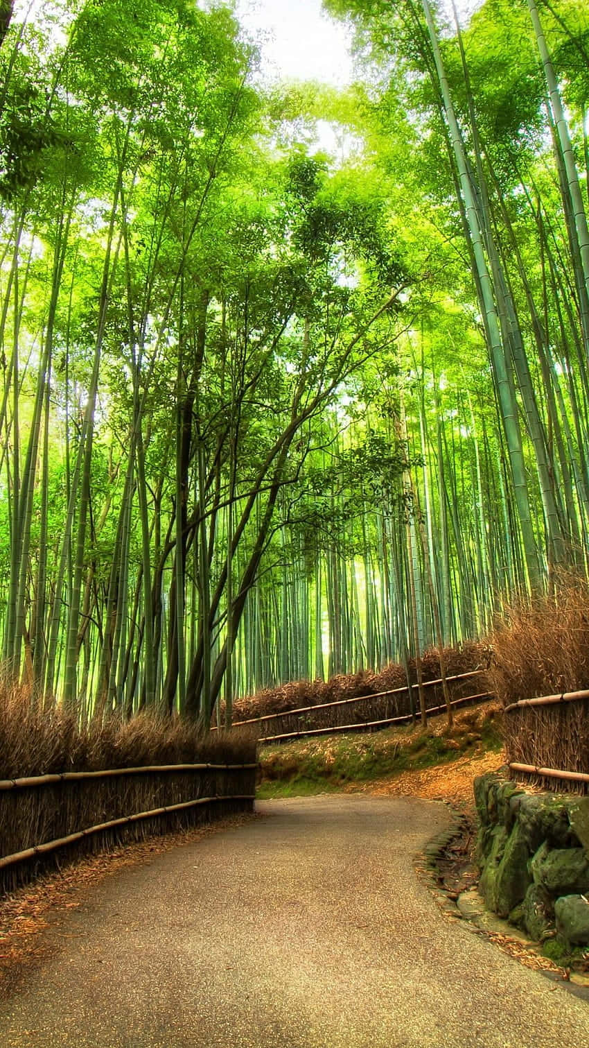 A Path Through A Bamboo Forest Wallpaper