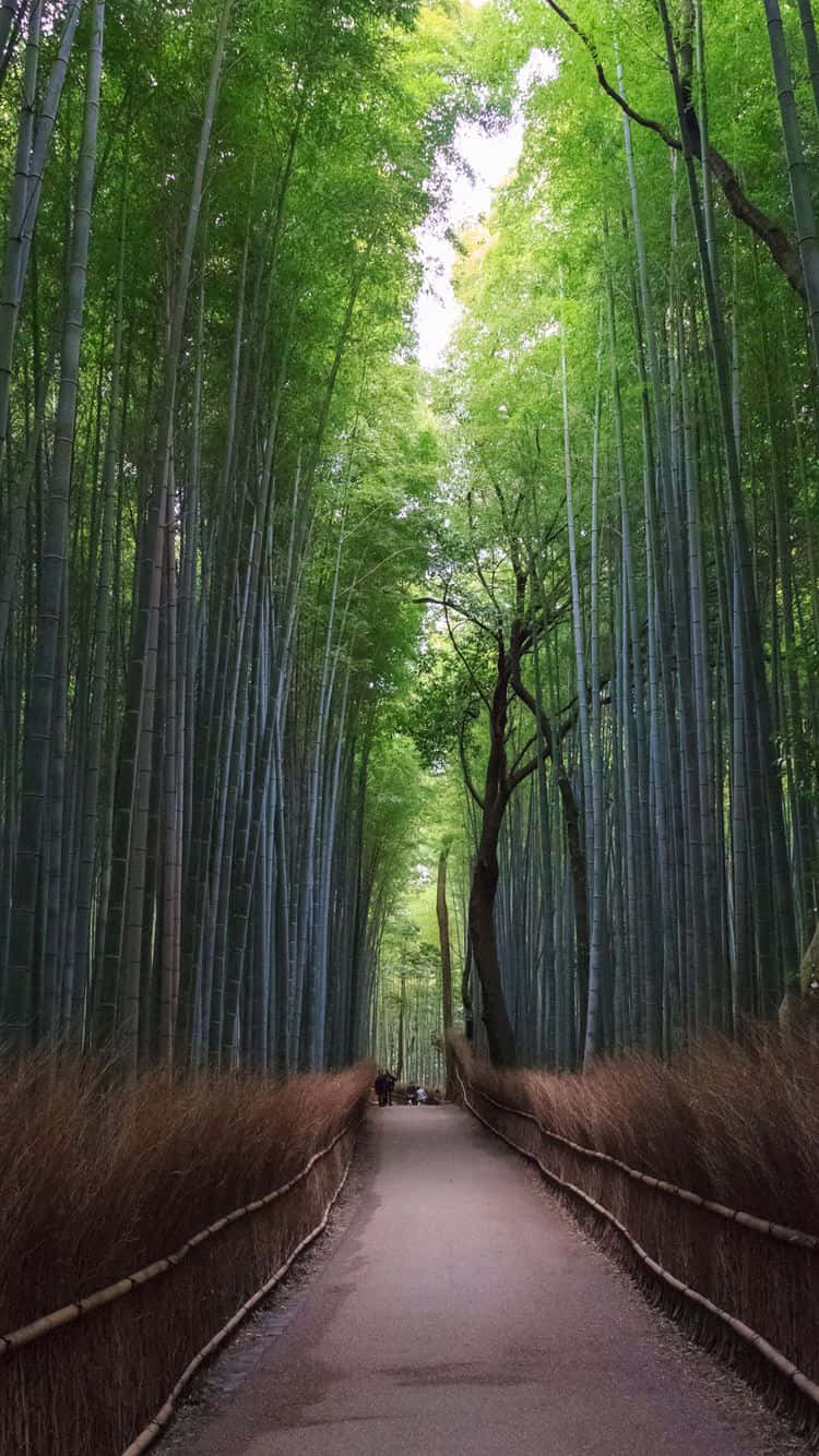 A Path Through A Bamboo Forest Wallpaper