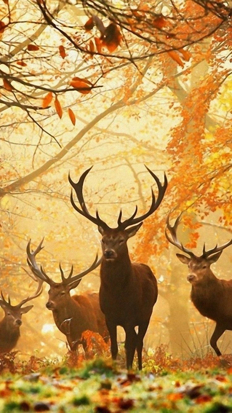 A Peaceful Family Of Deer Grazing In Autumn. Wallpaper