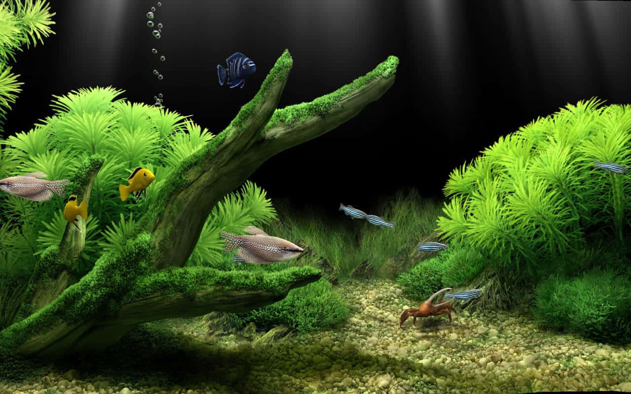 A Peaceful View Of A Vibrant Aquarium Fish Tank Wallpaper