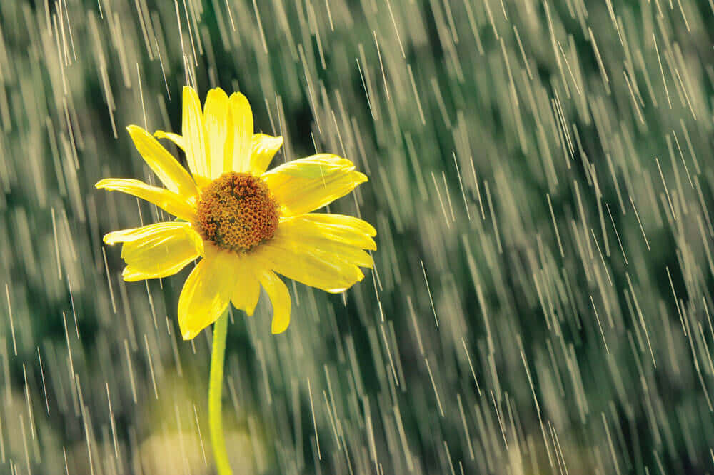 A Peaceful Walk In The Spring Showers Wallpaper