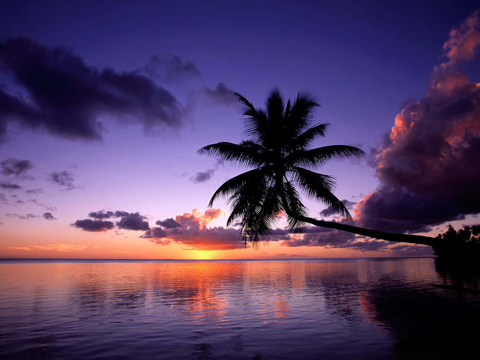 A Picture Of A Cute Palm Tree Against A Serene Blue Sky. Wallpaper