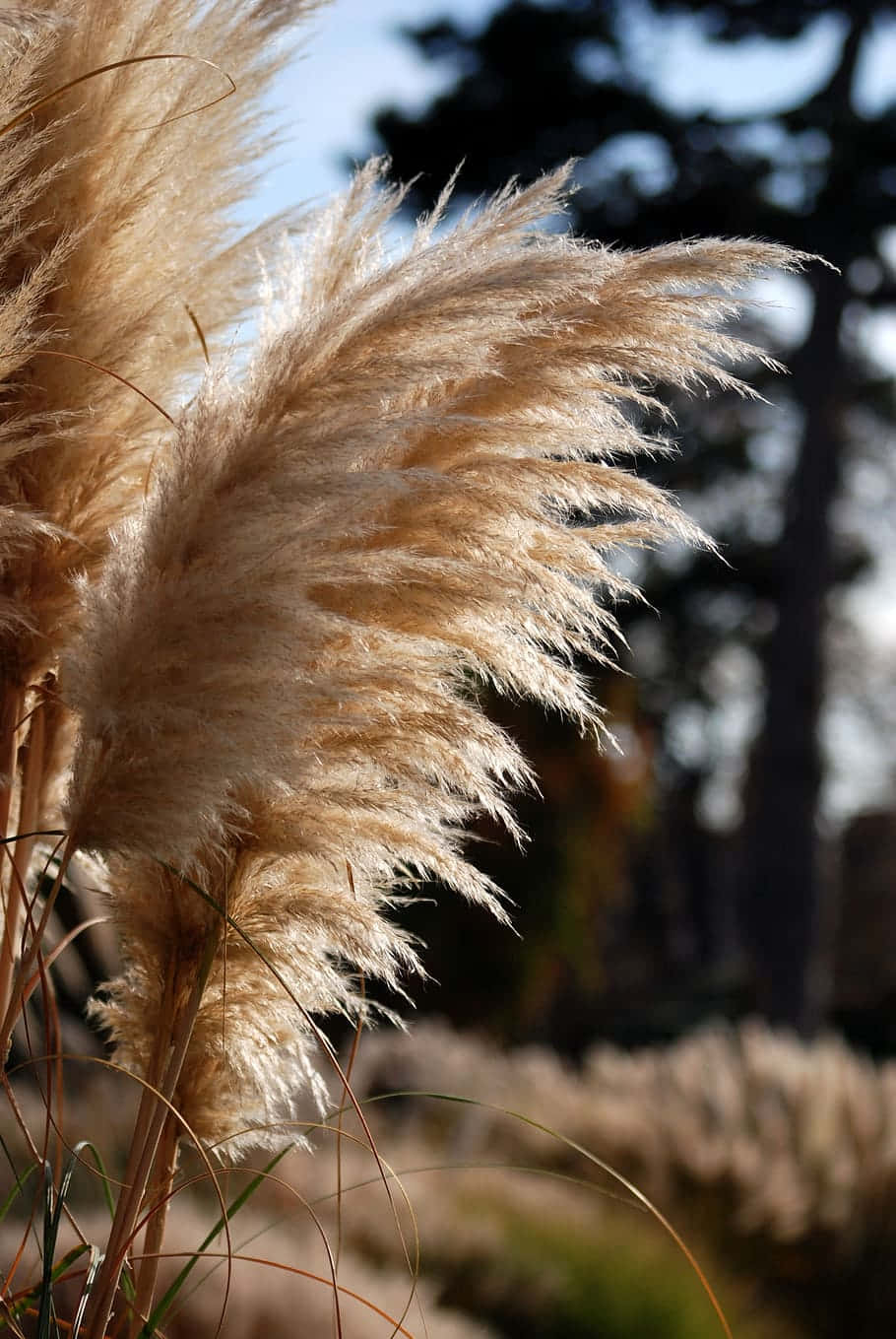 A Picturesque Landscape With Pampas Grass Swaying In The Wind. Wallpaper