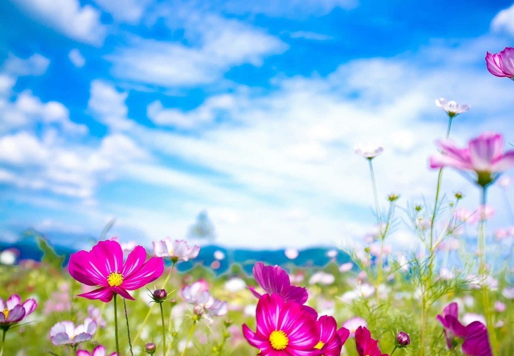 A Picturesque View Of A Vibrant Spring Bloom In The Lush Countryside Wallpaper