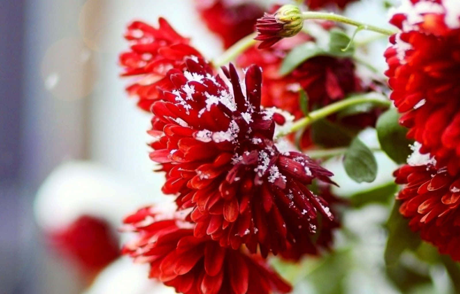 A Picturesque Winter Landscape Showcasing Vibrant Winter Flowers In Full Bloom Amidst Snow-covered Foliage. Wallpaper