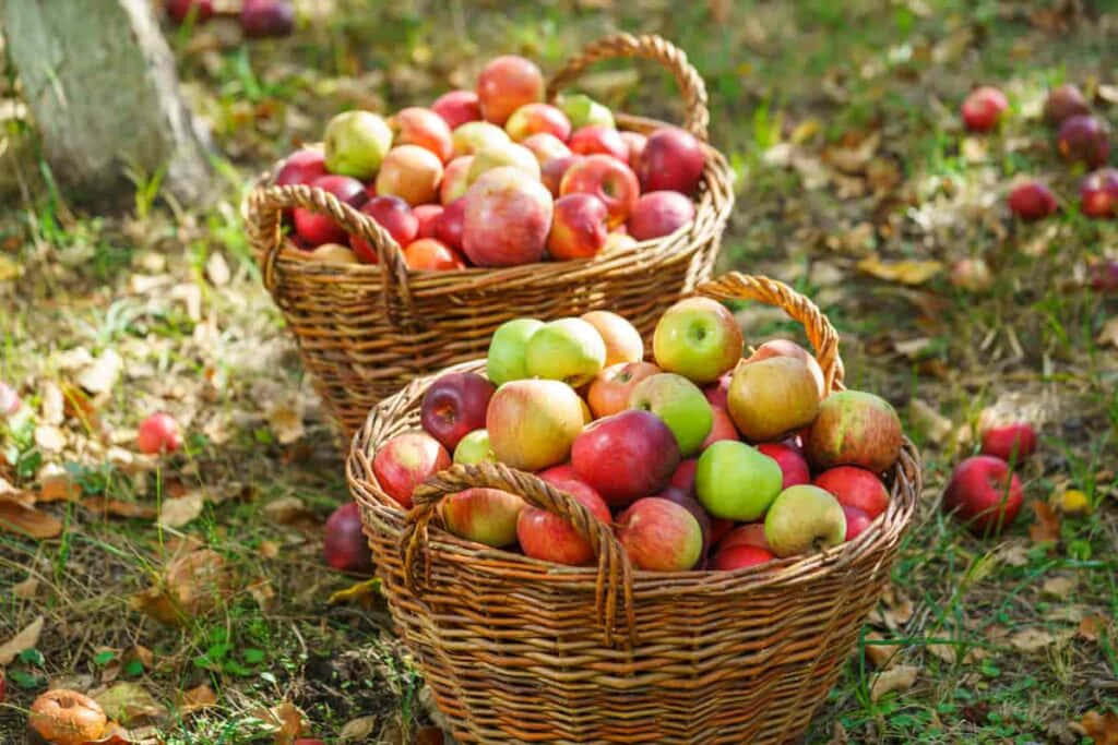 A Pile Of Freshly Picked Apples Surrounded By Fall Foliage Wallpaper