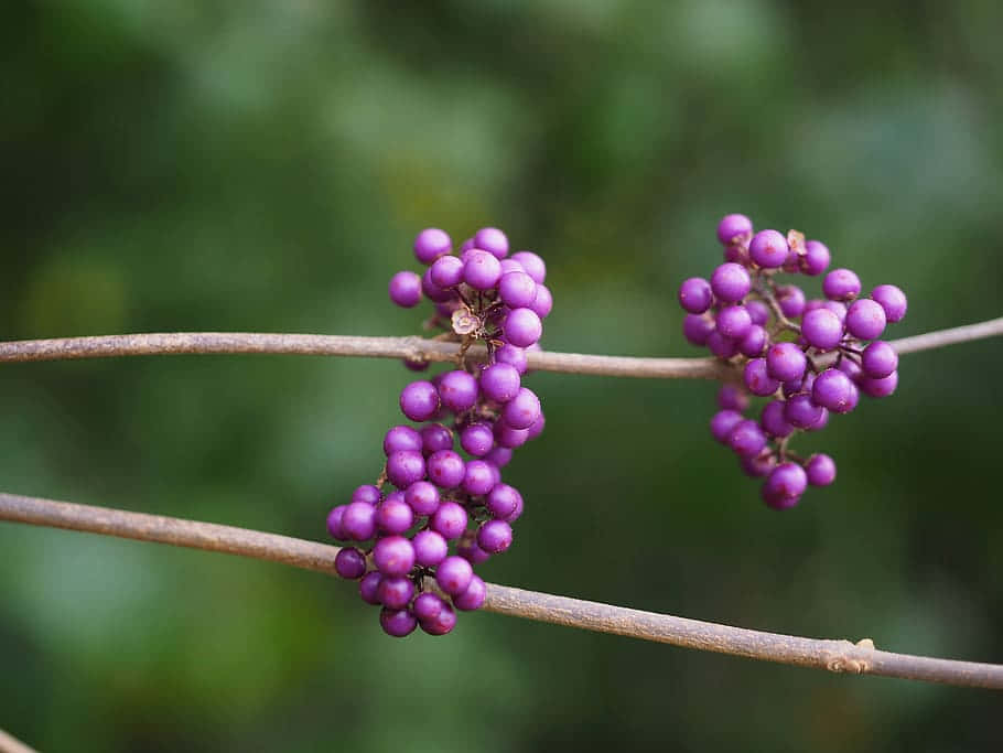 A Pile Of Ripe Purple Berries For Your Snacking Pleasure Wallpaper