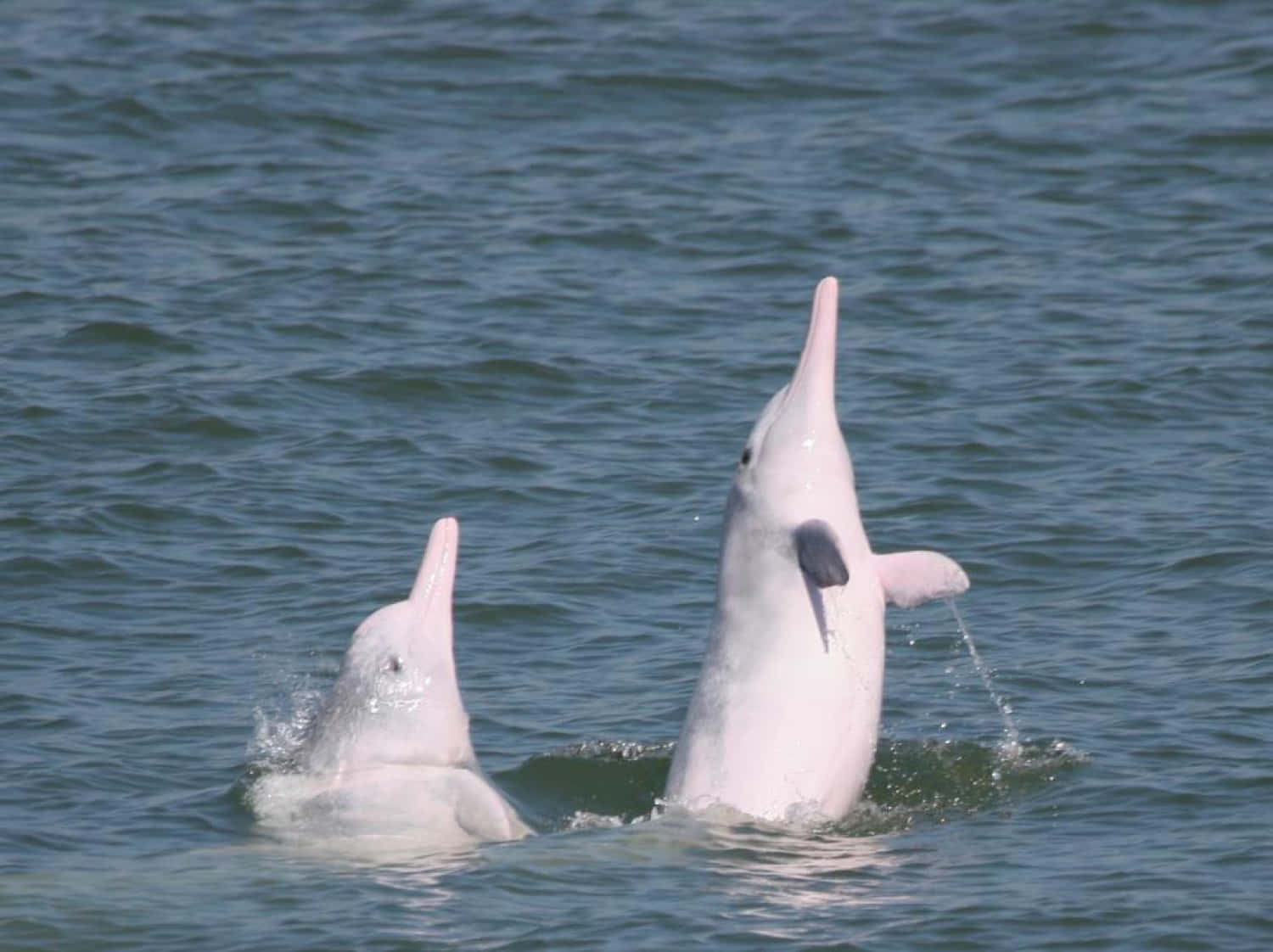 A Pink Dolphin Marveling In Its Aquatic Home Wallpaper