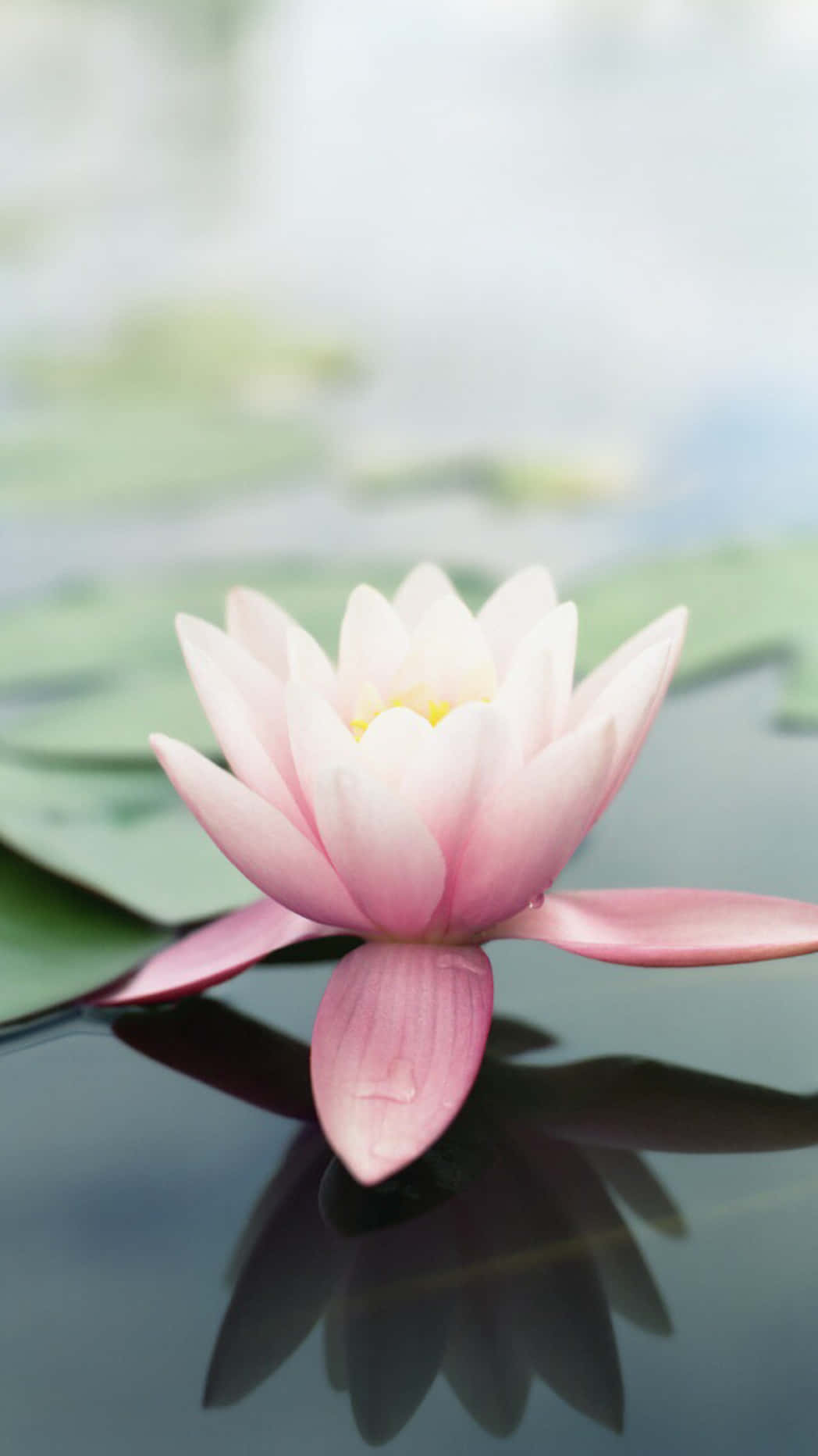 A Pink Lotus Flower Floating In A Pond Wallpaper