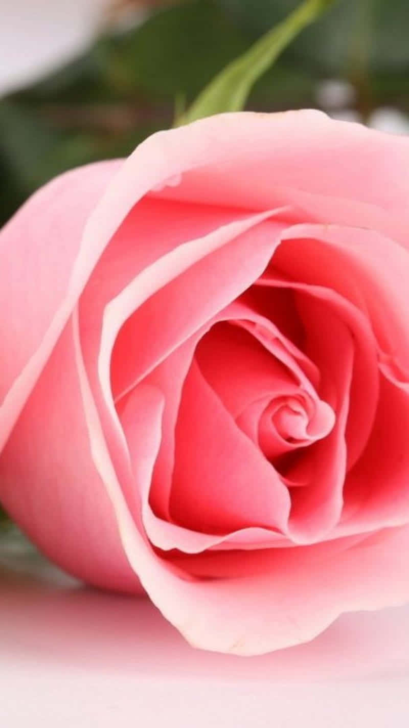 A Pink Rose Is Shown On A White Background Wallpaper