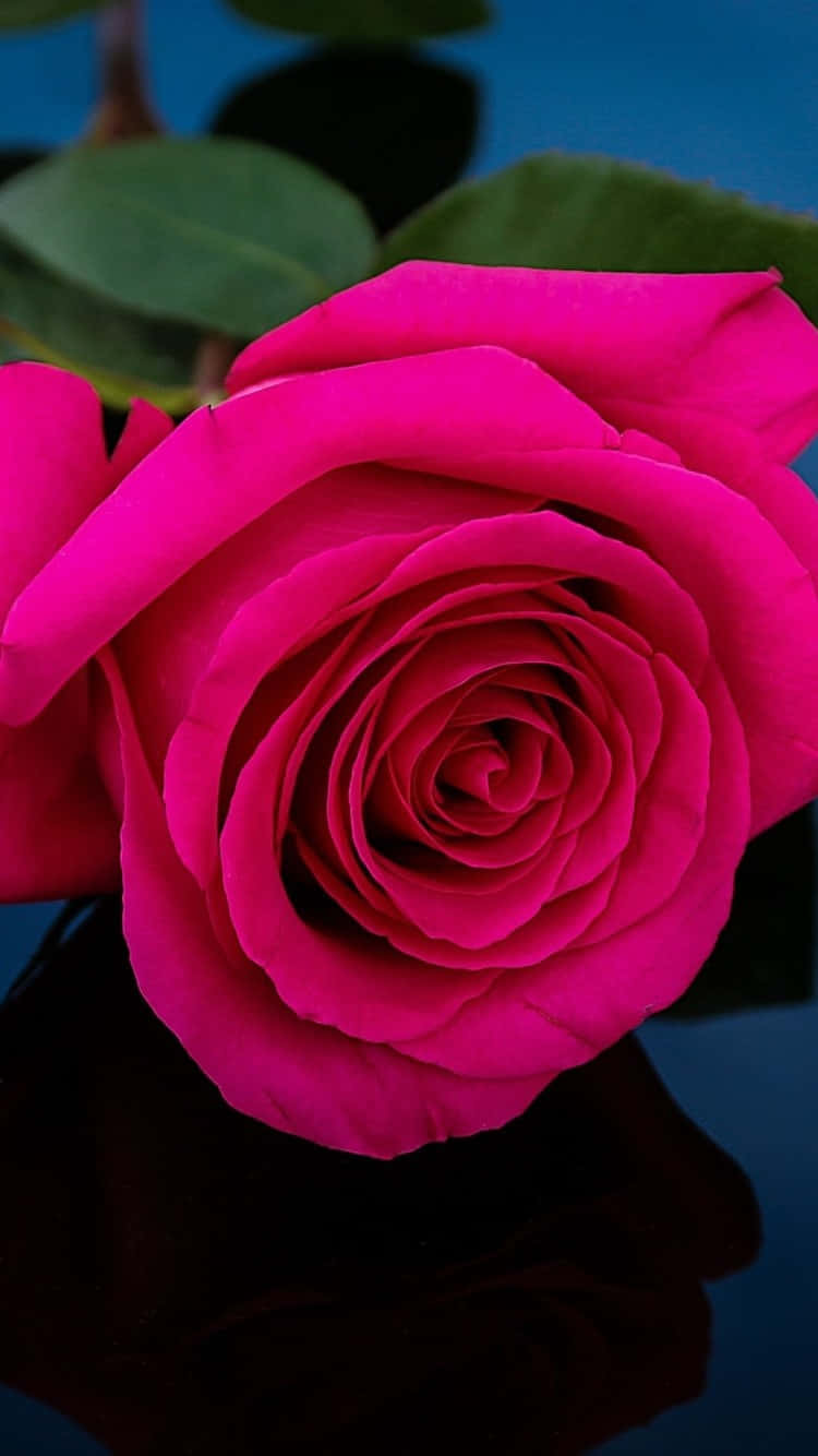 A Pink Rose Is Sitting On A Black Surface Wallpaper