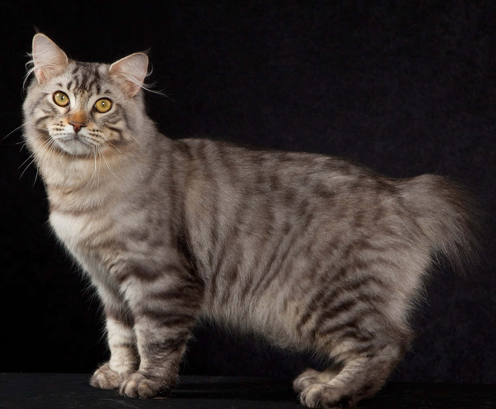 A Playful American Bobtail Cat On A Sofa Wallpaper