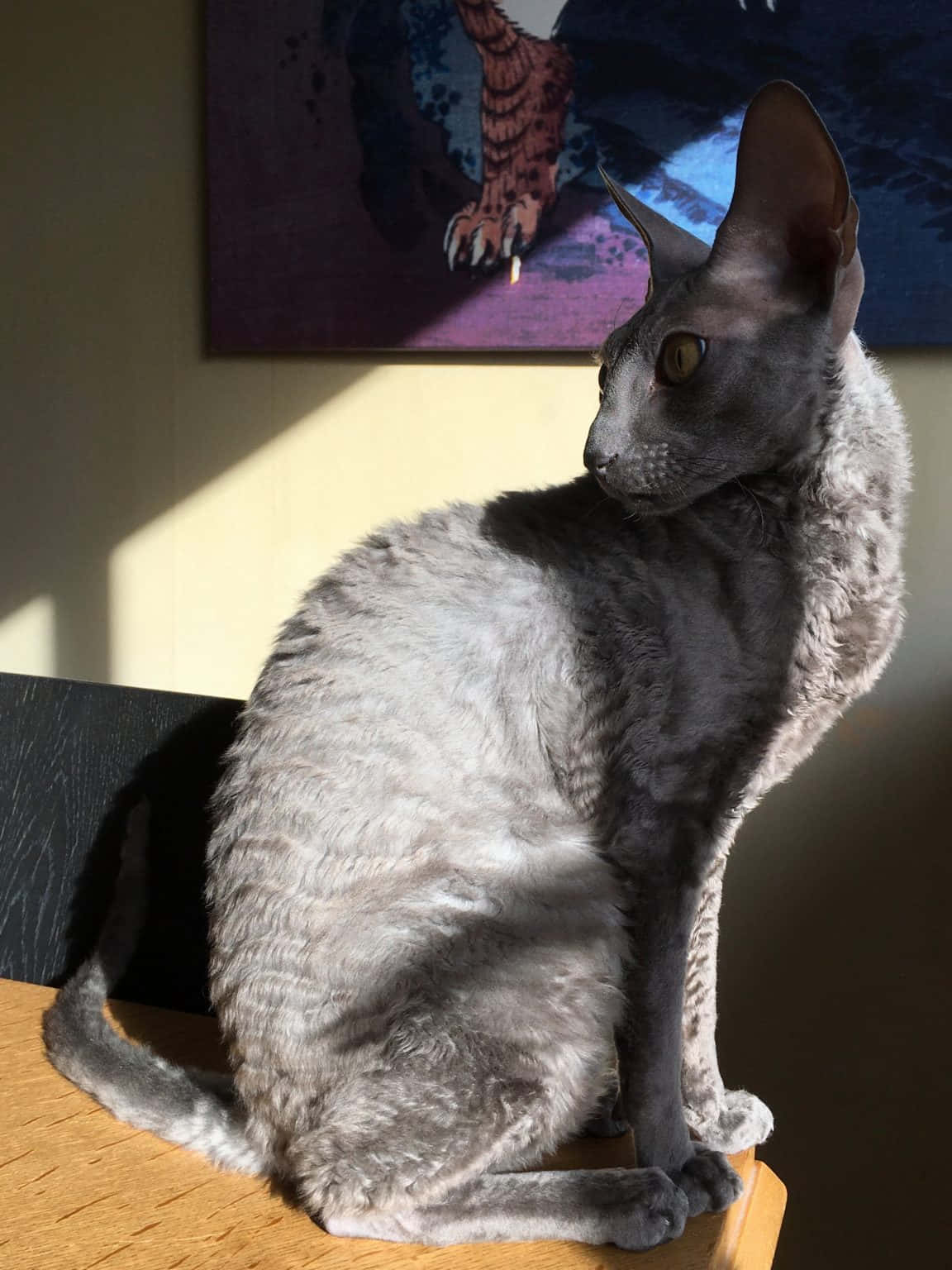 A Playful Cornish Rex Cat Resting On A Windowsill Wallpaper