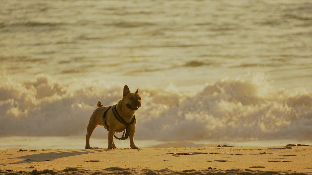 A Playful Dog Basking In The Beach Sunlight Wallpaper