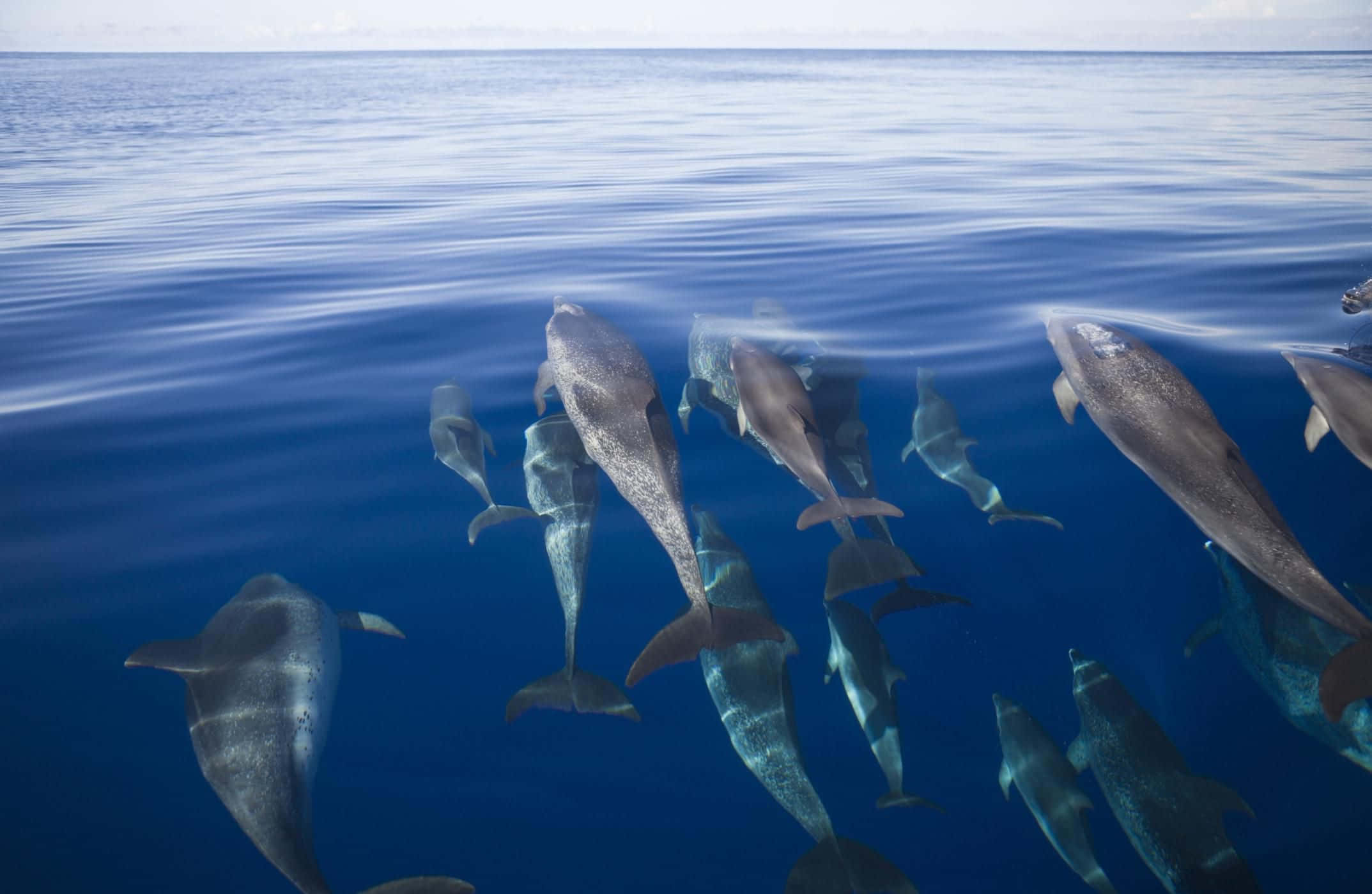 A Playful Interaction In The Ocean Depths Wallpaper