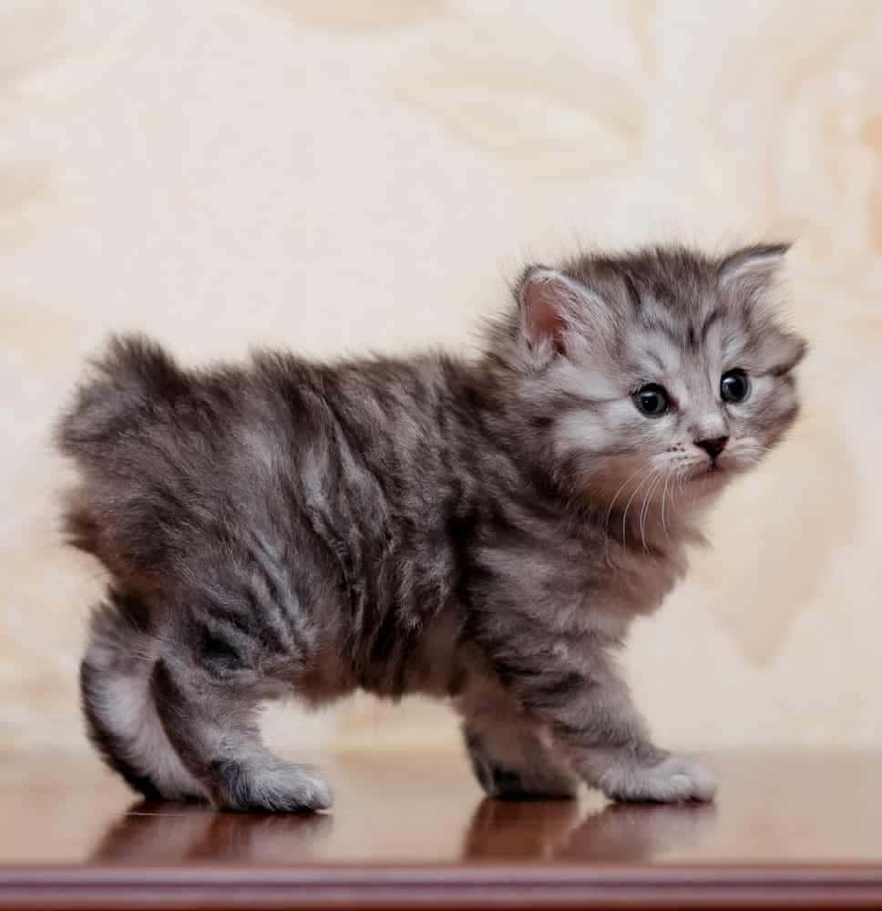 A Playful Kurilian Bobtail Cat In Action Wallpaper