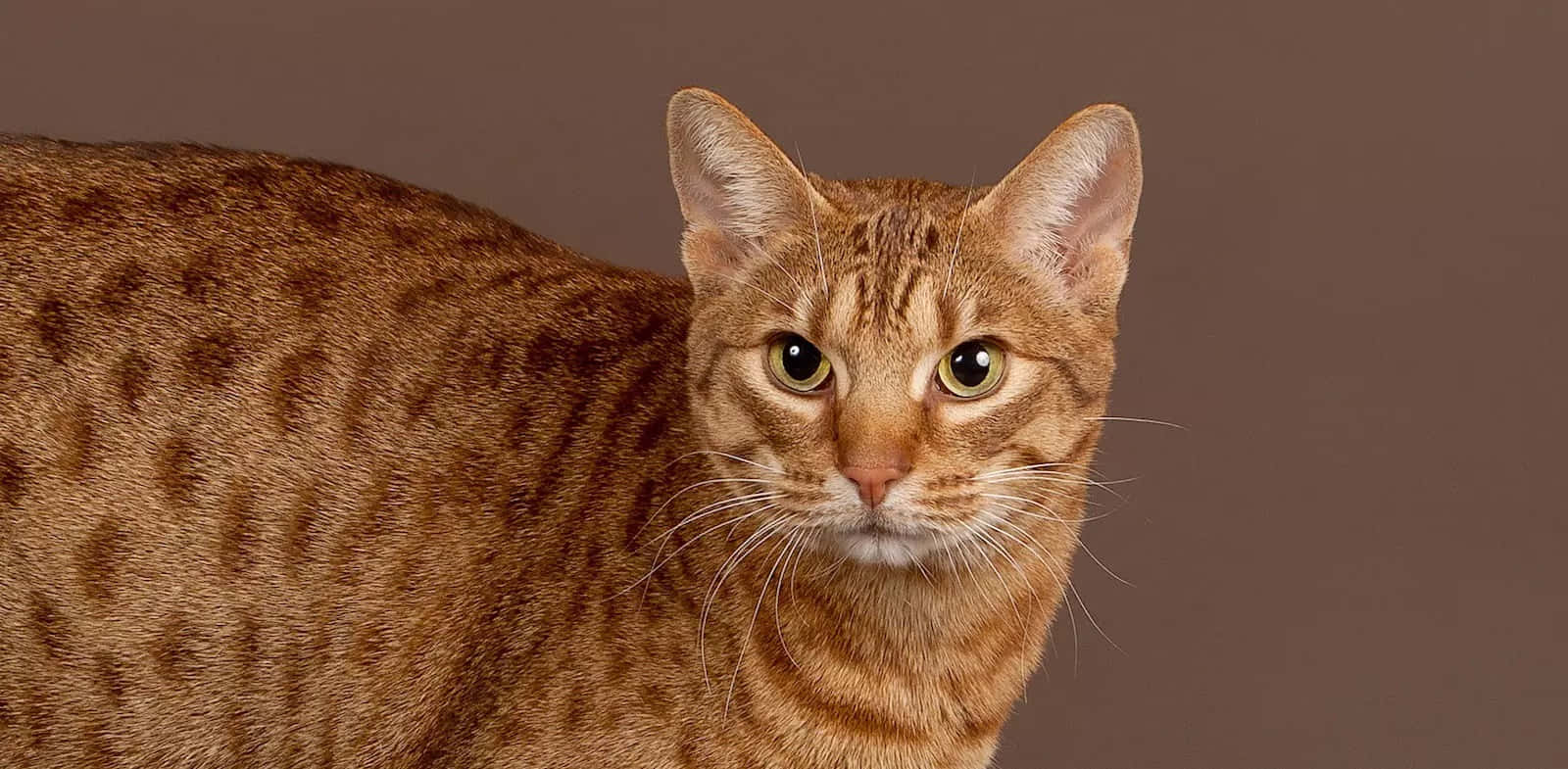 A Playful Ocicat In A Natural Setting Wallpaper