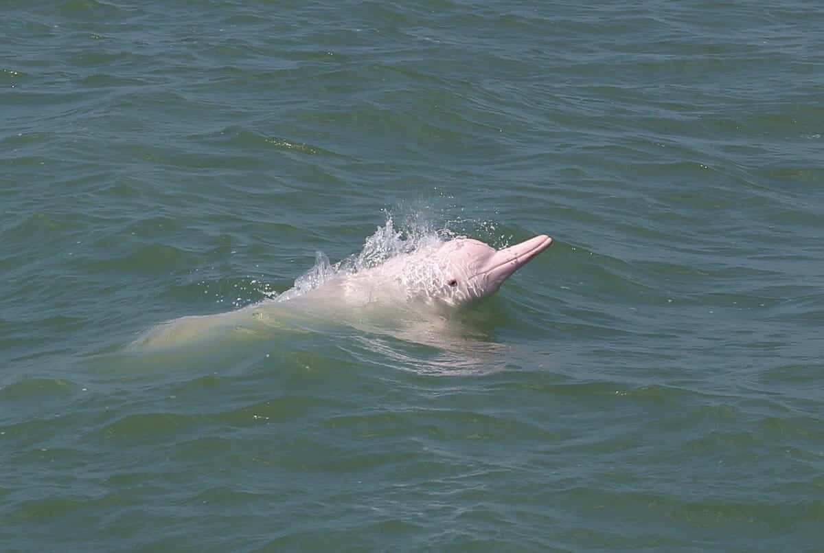 A Playful Pink Dolphin Swims In The Crystal Blue Ocean. Wallpaper