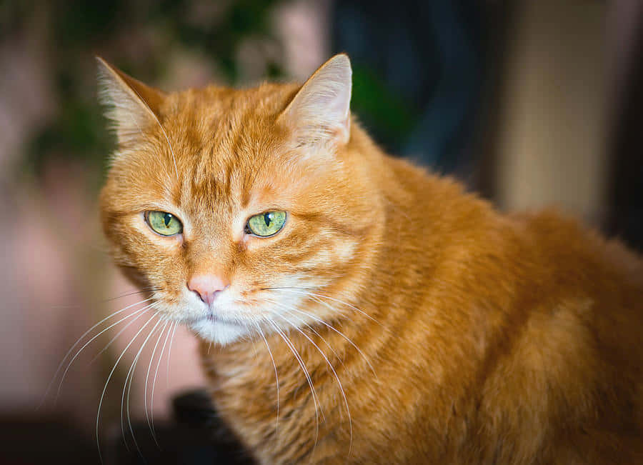 A Playful Red Cat On White Background Wallpaper