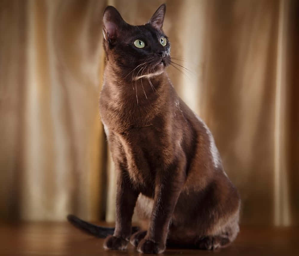 A Playful Tonkinese Cat Lounging On A Cozy Blanket Wallpaper