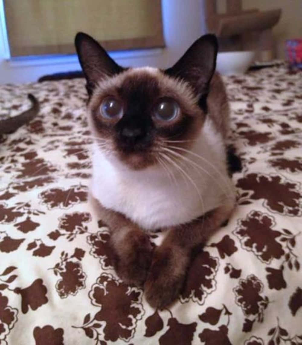 A Playful Toybob Kitten Relaxes On The Floor Wallpaper