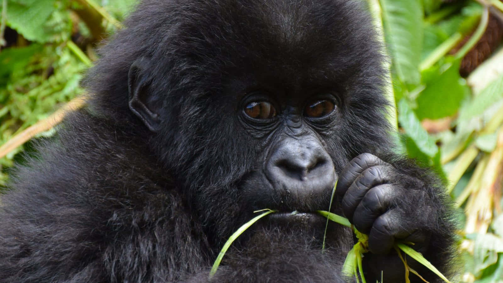 A Precious Baby Cute Gorilla Stares In Wonder Wallpaper