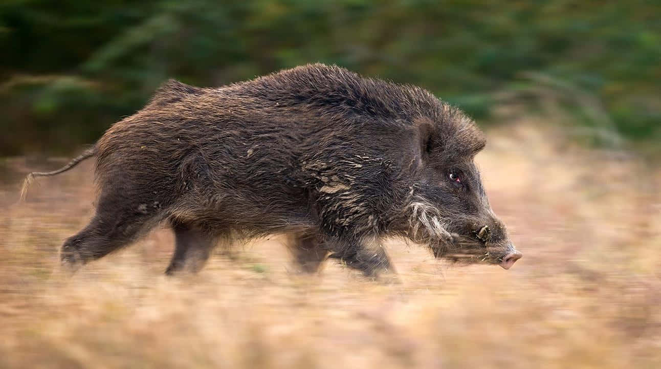 A Proud Hog Stands Upon A Hill Of Grass Wallpaper