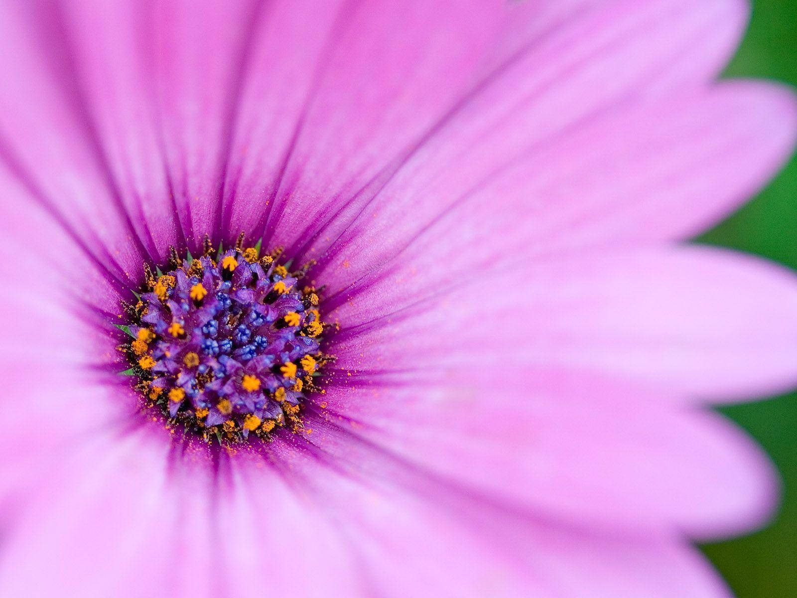 A Purple Flower Patterned Laptop Wallpaper