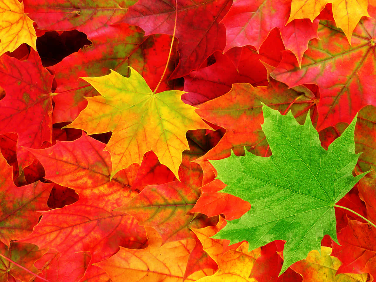 A Radiant Yellow Autumn Leaf Twinkles In The Afternoon Light. Wallpaper