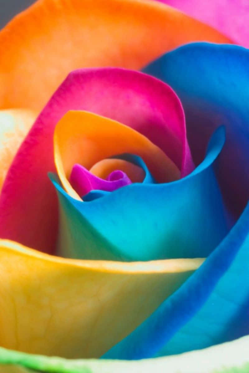 A Rainbow-colored Flower On An Iphone Wallpaper