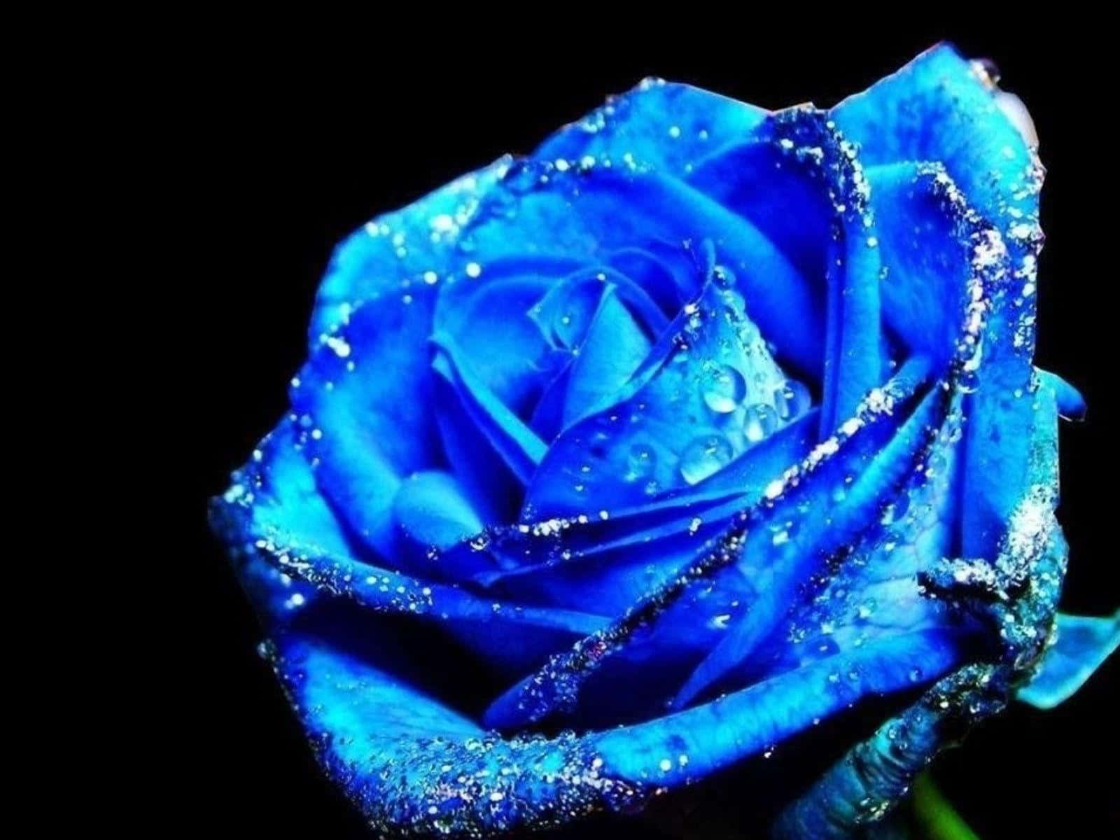 A Rare And Beautiful Blue Rose In Full Bloom Wallpaper