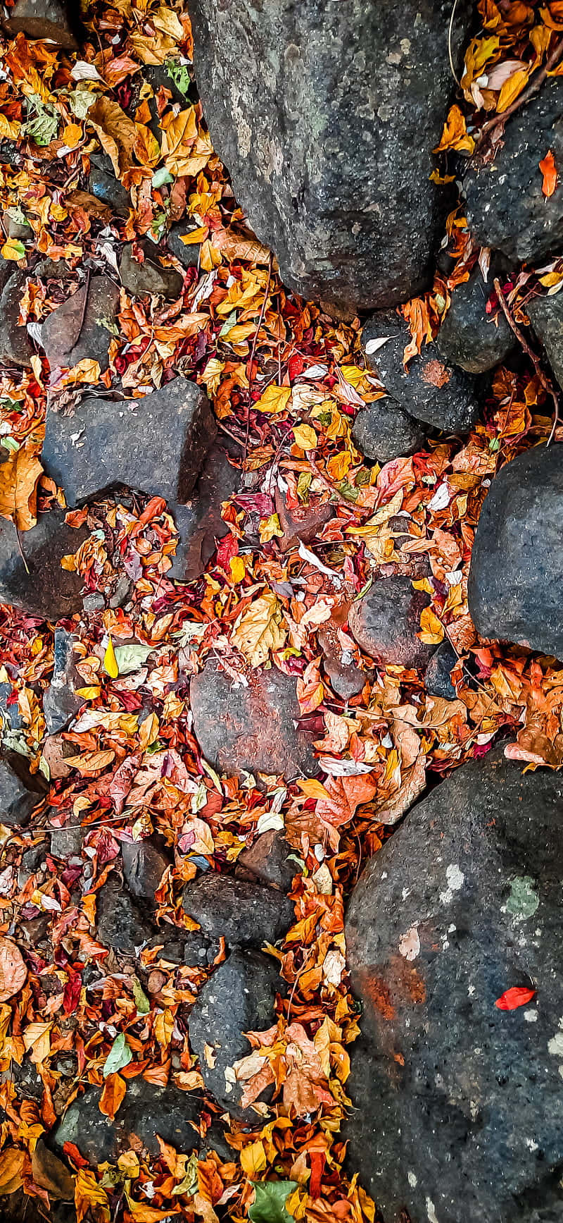 A Red And Yellow Umbrella Wallpaper