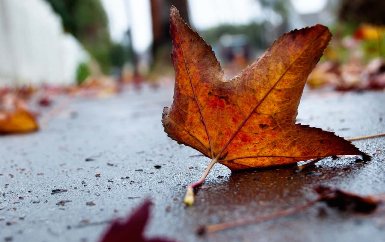 A Red Autumn Leaf Illuminated By The Low Autumn Sun Wallpaper