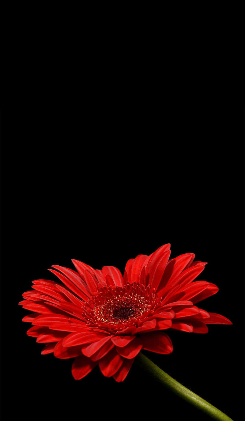 A Red Flower On A Black Background Wallpaper