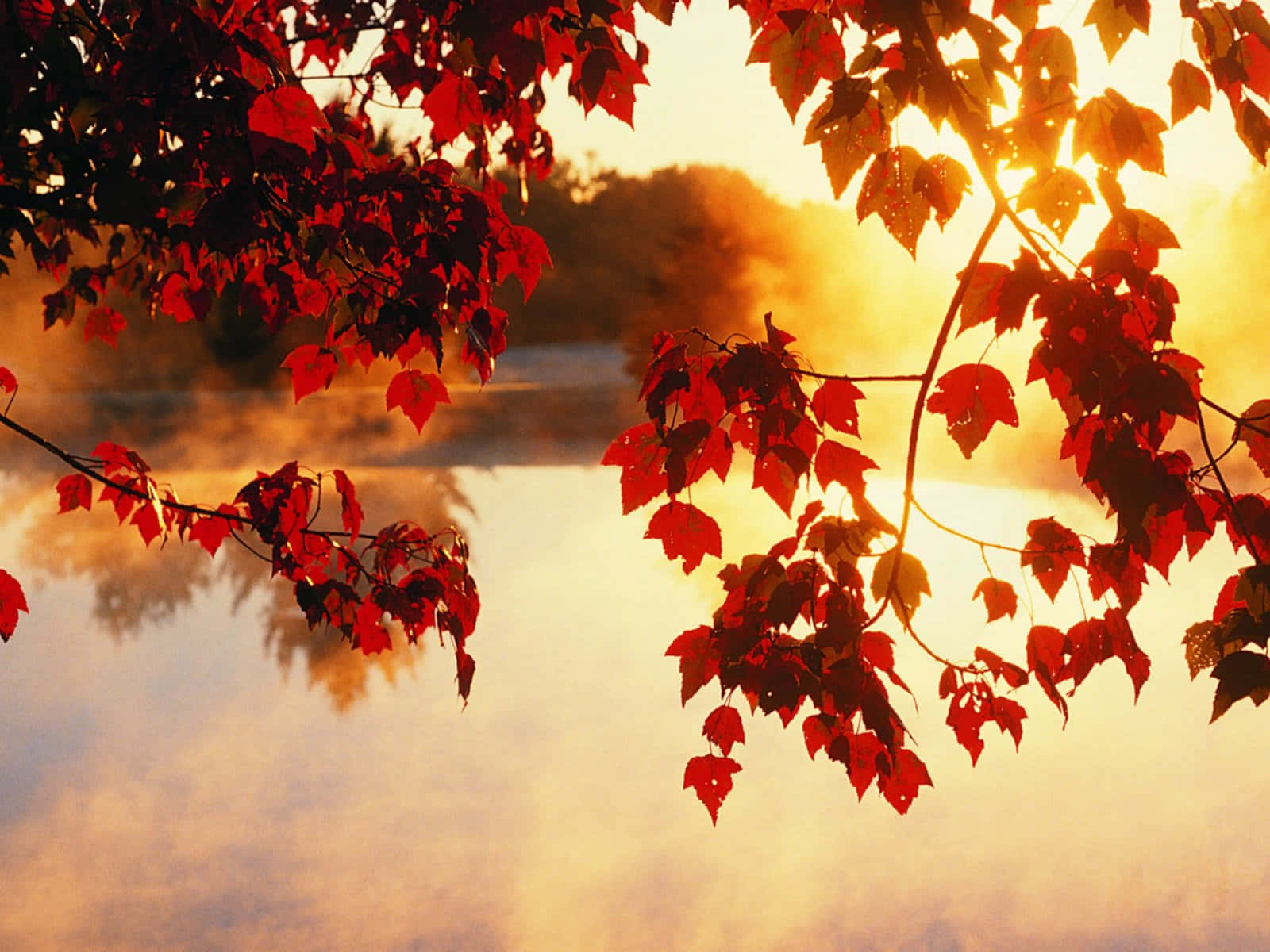 A Red Leaf On A Tree Wallpaper