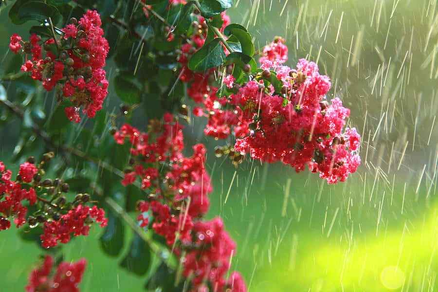 A Refreshing Spring Shower Amidst The Lush Greenery Wallpaper