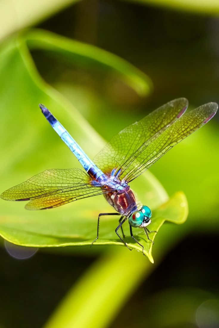 A Regal Blue Dragonfly Against A Vibrant Green Backdrop Wallpaper