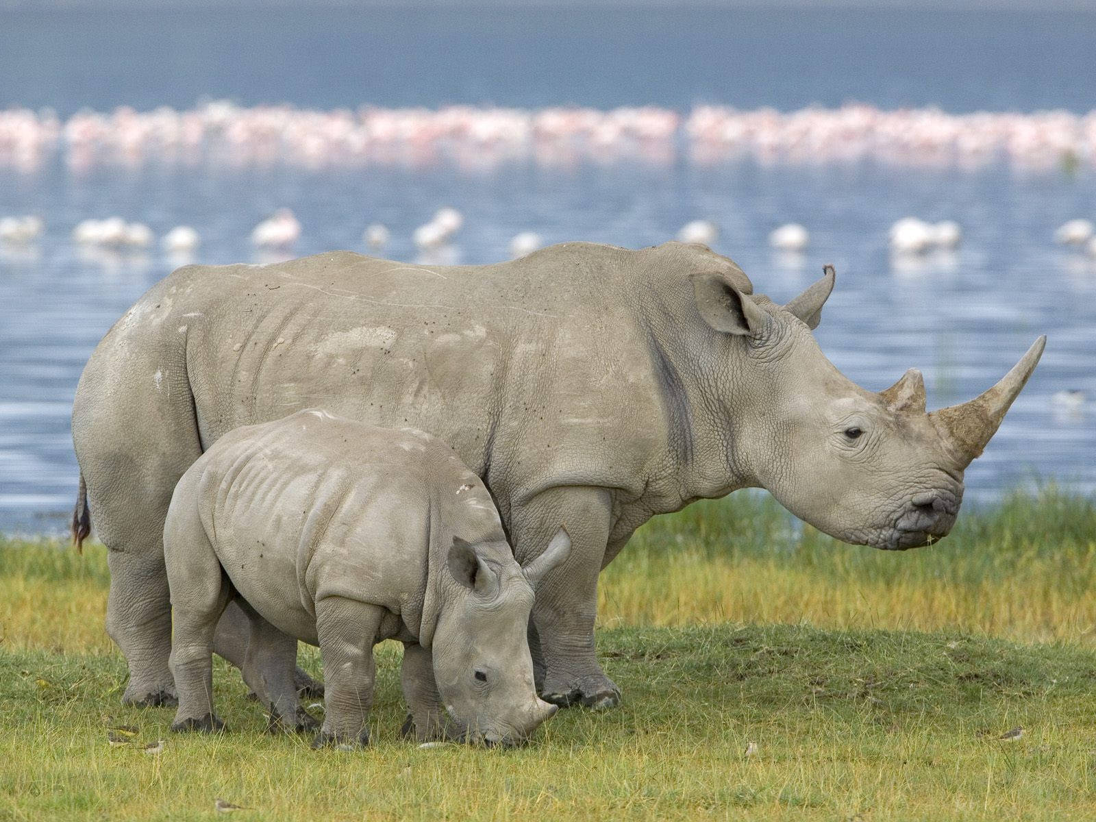 A Rhino With A Little Baby In The Savannah Wallpaper