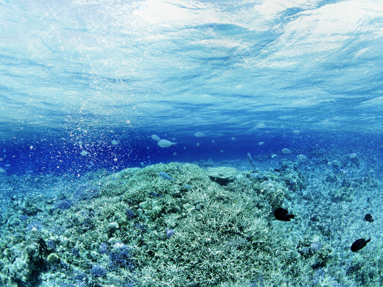 A Richly-colored Underwater Ecosystem Of Fish And Corals. Wallpaper