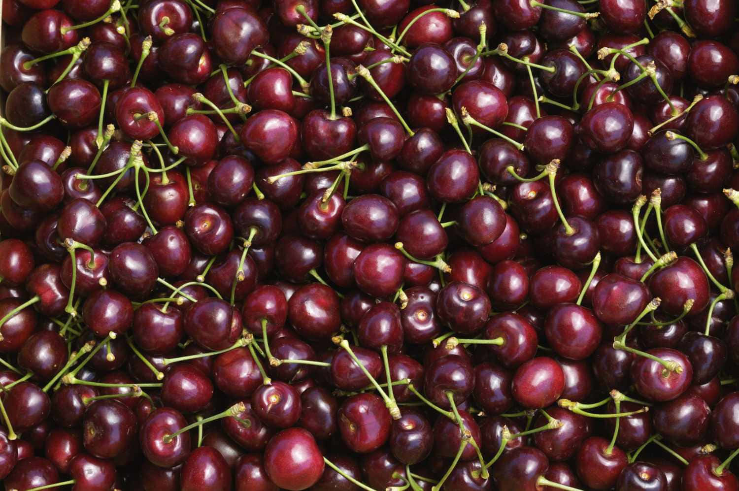 A Ripe Black Cherry On A Branch Wallpaper