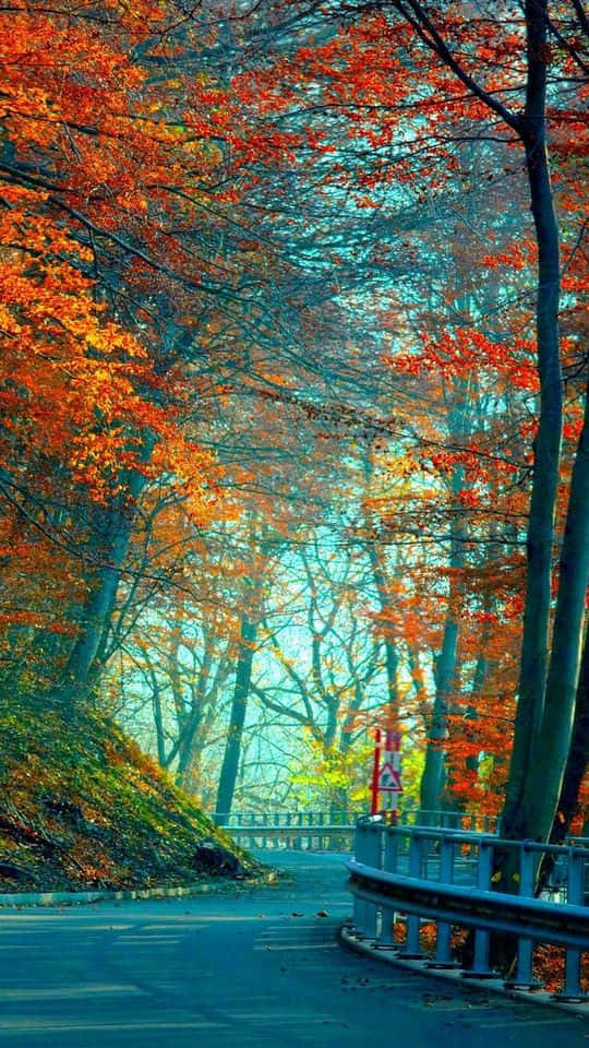 A Road With Trees In The Fall Wallpaper