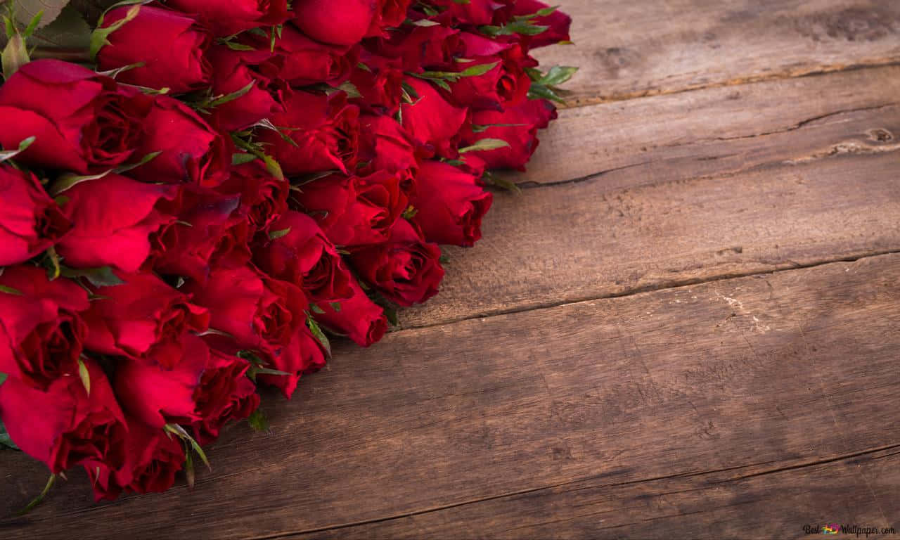 A Rose In Full Bloom Wallpaper