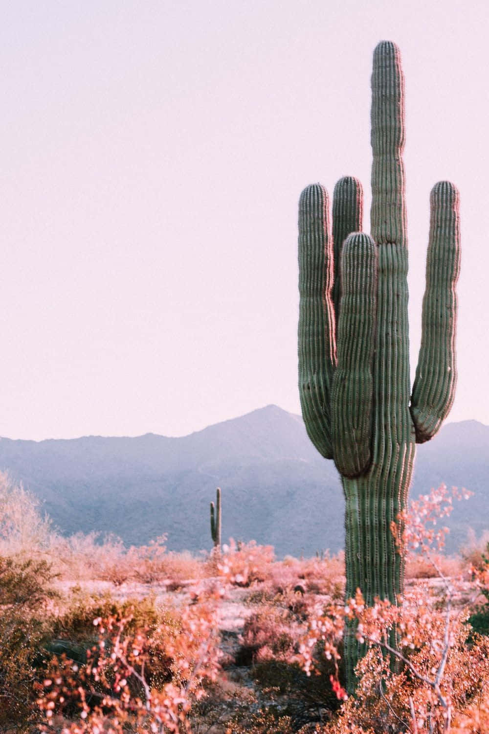 A Saguaro In The Desert With Pink Flowers Wallpaper