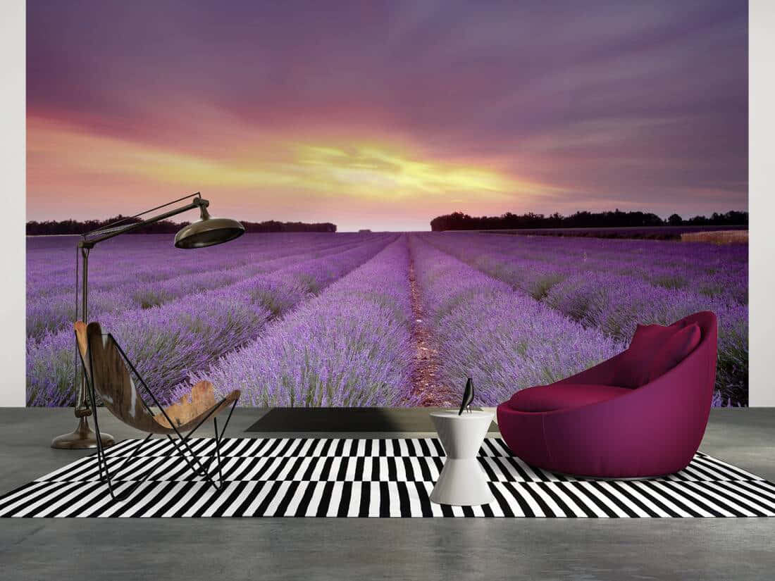 A Scene Of Serene Beauty At Lavender Fields Wallpaper