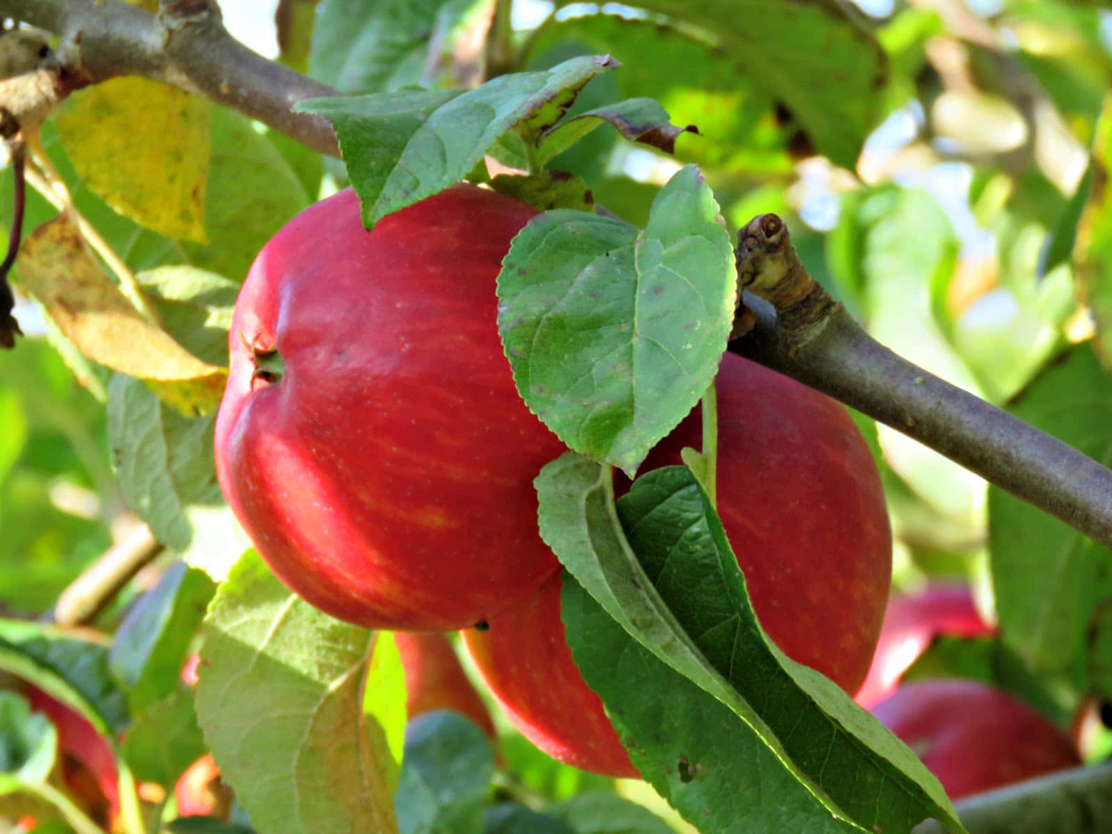 A Scenic Autumn Bounty Wallpaper