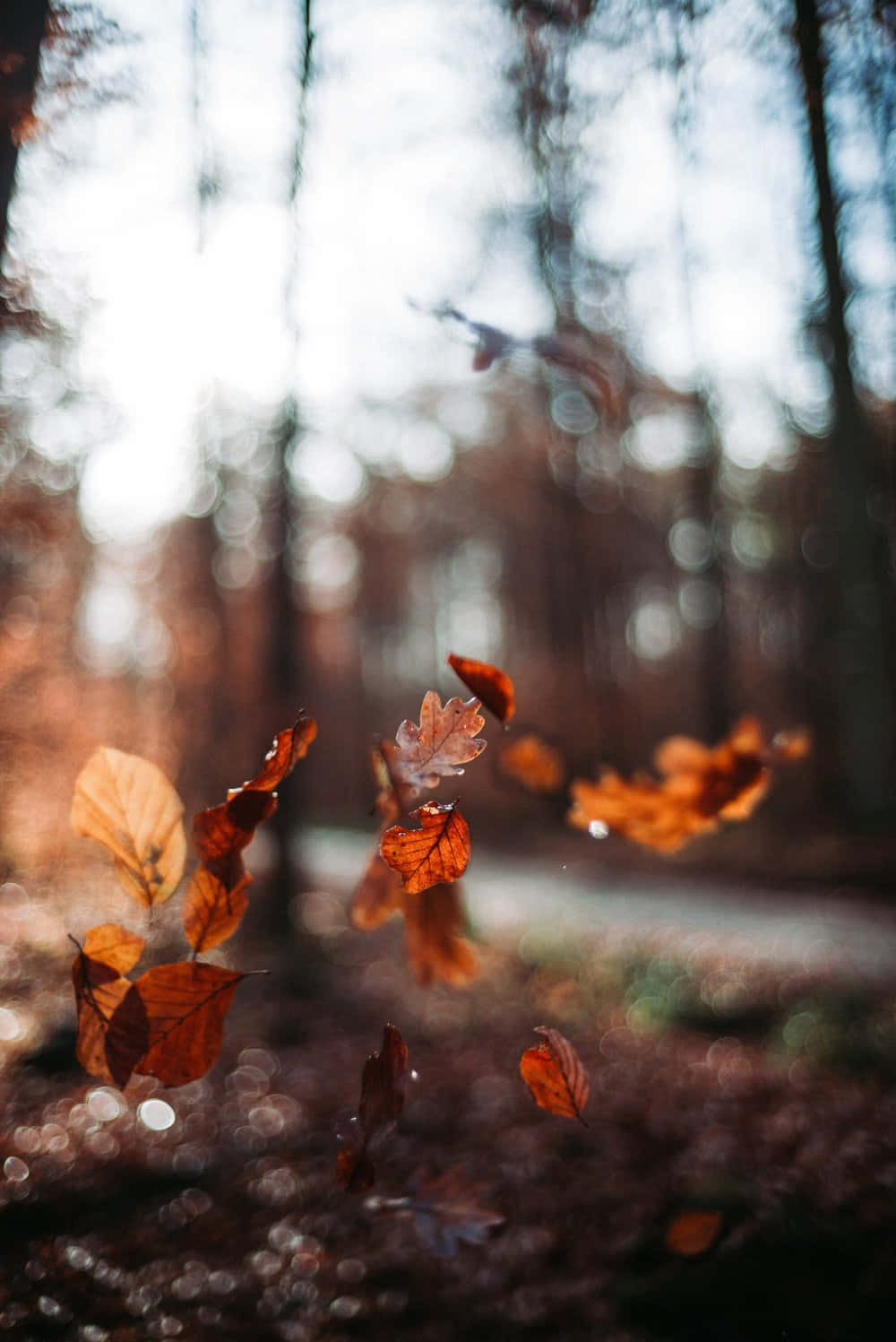 A Scenic Blanket Of Fallen Leaves Wallpaper