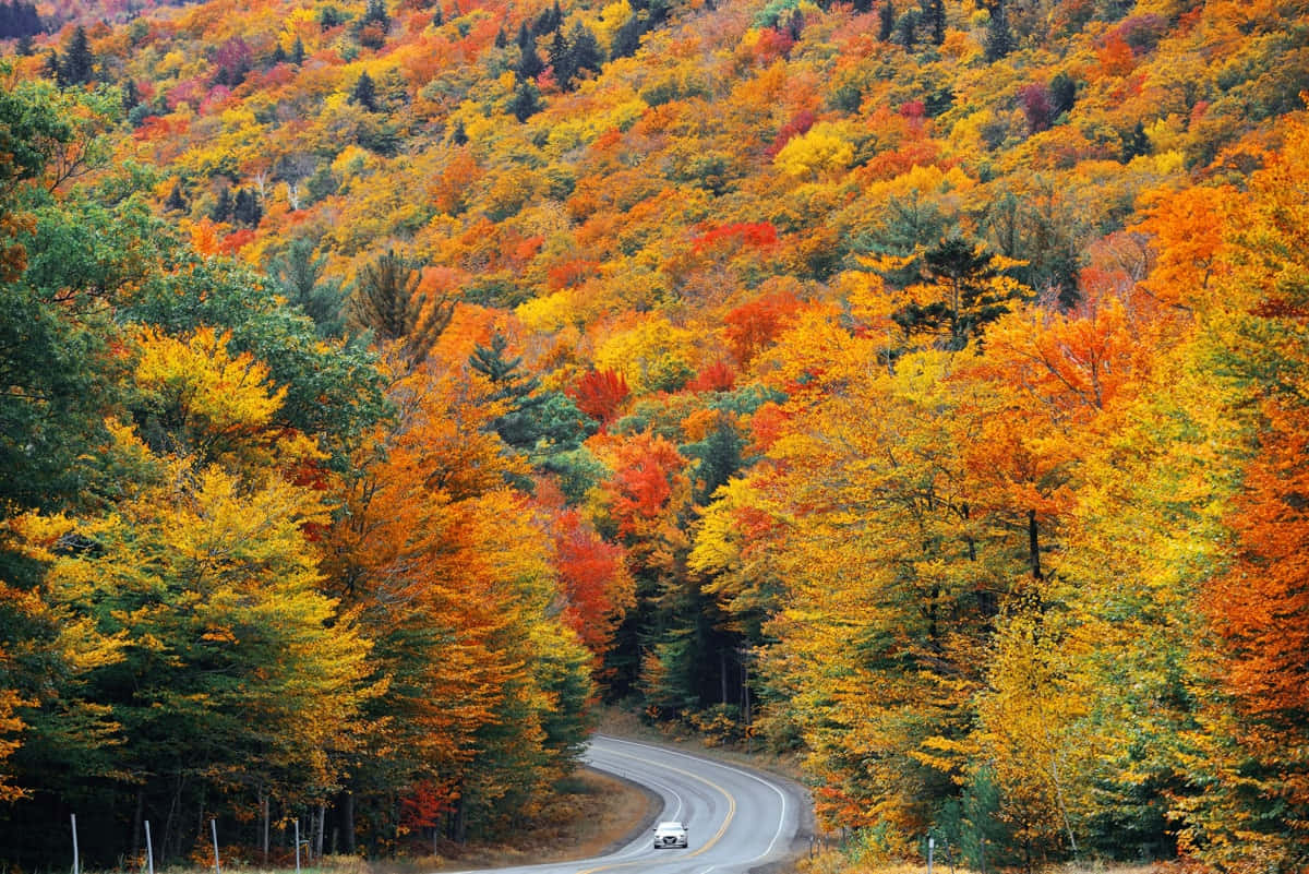 A Scenic Journey Through The Foliage-covered Fall Road Wallpaper