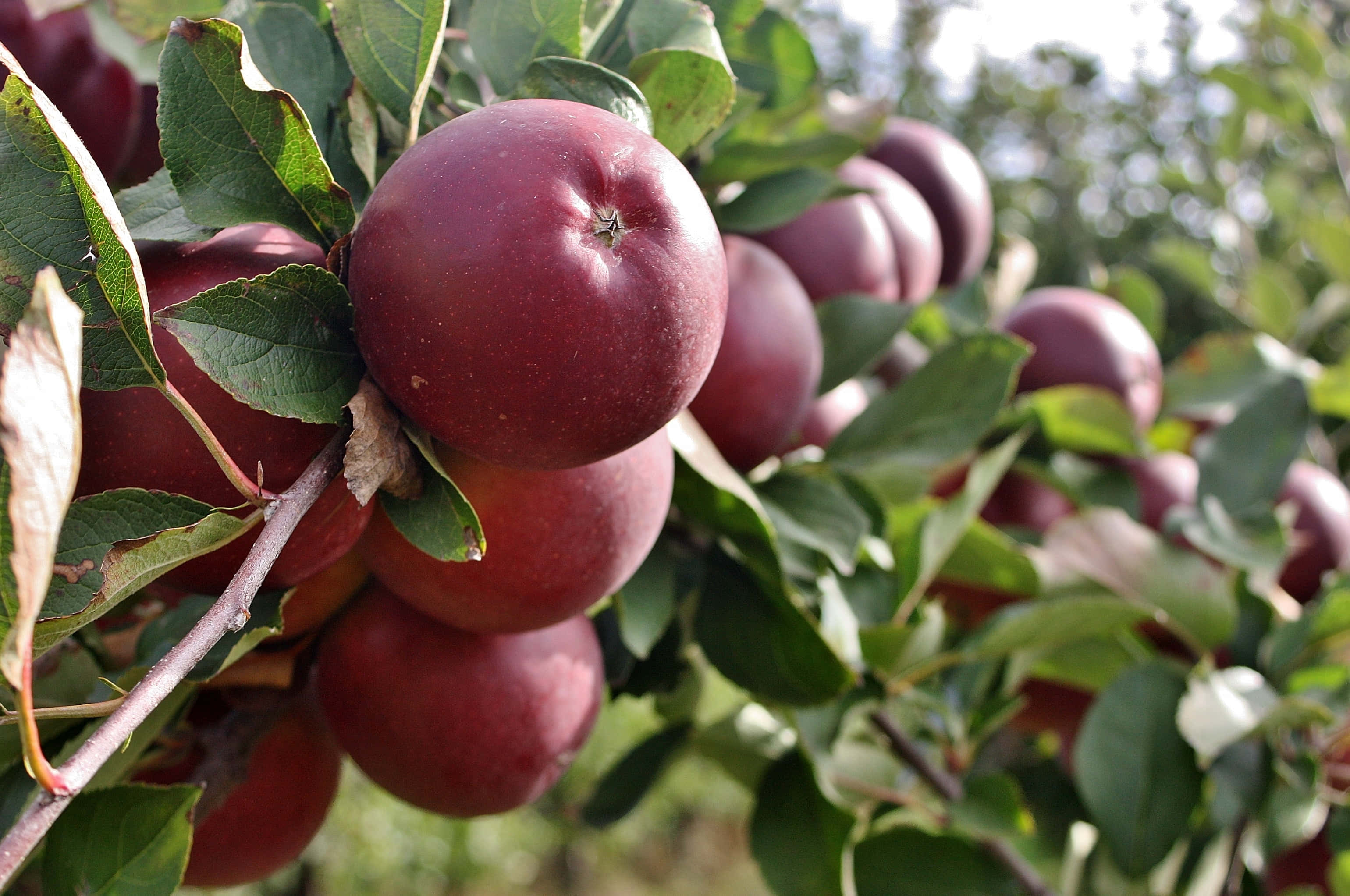 A Scenic View Of A Lush Apple Orchard Wallpaper