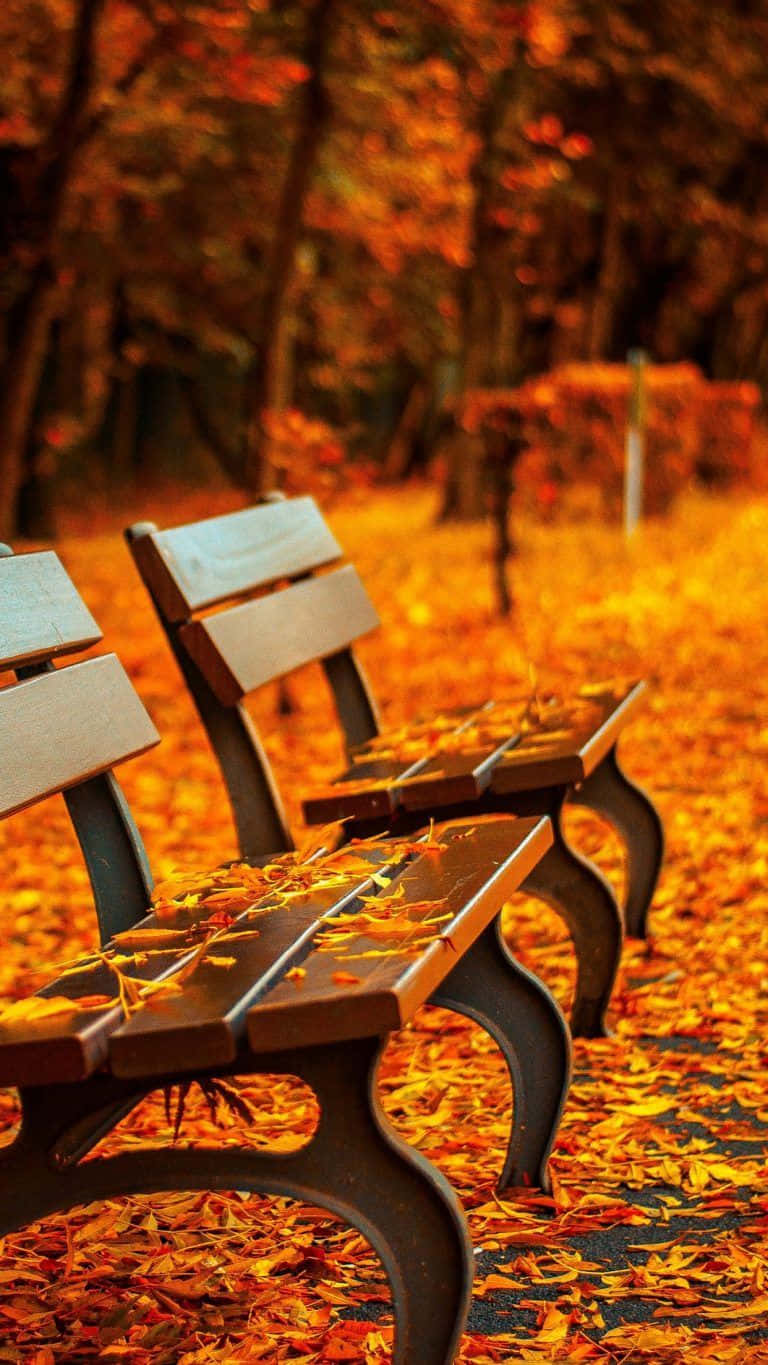 A Scenic View Of A Tree-lined Path During The First Day Of Fall Wallpaper